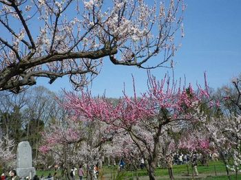 円山公園梅桜.jpg